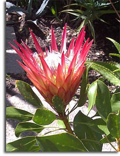 Protea - Eastern Cape south Africa